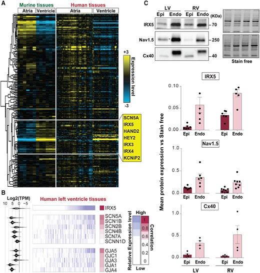 IRX5 TF and conduction genes expression in human cardiac tissues. (A) Heatmap displaying expression level of 212 cardiac genes (ion channels and TFs) in murine atrial and ventricular tissues measured by TLDA (−ΔCt), and in human atrial and left ventricular samples (GTEx). Murine genes were clustered using hierarchical ascending method with an uncentred correlation metric and average linkage. Heatmap of the same genes was obtained in human tissues based on the murine cluster, in a supervised hierarchical manner. Yellow and blue indicate high and low expression levels, respectively. Representative genes of the ventricular-specific gene cluster are listed in the yellow box. (B) Comparative analysis of the expression pattern of genes encoding sodium channels and gap junction proteins in human left ventricular tissues, to the IRX5 gene expression pattern (GTEx). Samples were ordered according to their IRX5 expression levels (white/purple gradient from the lowest to the highest). Keeping the same sample organization, a white/purple colour gradient was then similarly applied to selected genes involved in ventricular conduction of electrical influx (the median GTEx expression level in left ventricular samples is indicated on the left for each gene). Pearson correlation values between each sodium channel or gap junction gene and IRX5 expression profiles are shown using white/pink colour gradients. (C) Representative immunoblots of IRX5, Nav1.5, and Cx40 levels in human protein lysates of ventricular subendocardial (Endo) and subepicardial (Epi) samples obtained from three human left (LV) and right ventricles (RV). Corresponding averaged IRX5, Nav1.5, and Cx40 protein expression levels obtained from tissue samples of three individuals, technically replicated one to three times and normalized to Stain free.