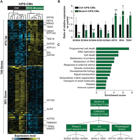 Transcriptomic aberrations in IRX5-mutated cardiomyocytes. (A) Heatmap showing hierarchical clustering of expression profiles of the 745 differentially expressed genes obtained by 3′-SRP in control (Ctrl, n = 13) and IRX5-mutated (n = 8) hiPS-CMs at Day 28 of differentiation. About 41% and 59% genes were upregulated and downregulated in IRX5-mutated hiPS-CMs, respectively. Yellow and blue represent high and low expression levels, respectively. Relevant genes implicated in the function or regulation of cardiac electrical conduction are highlighted on the right. (B) Histograms showing expression levels of differentially expressed genes in IRX5-mutated hiPS-CMs (n = 9) identified using TLDA, as compared to control hiPS-CMs (n = 12). * and **: P < 0.05 and P < 0.01 vs. control, respectively (t-test). (C) Top panel: Functional annotation of differentially expressed genes at Day 28 of differentiation, obtained by 3′-SRP and TaqMan. Histograms showing over-represented Reactome pathways. Only pathways with enrichment score >2 and P < 0.05 are shown. Bottom panel: Detailed muscle contraction pathway is represented.