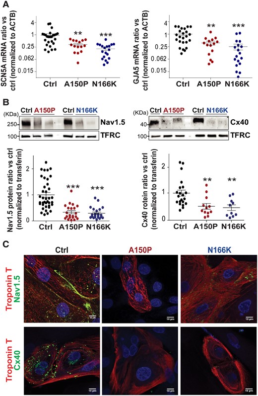 Impaired expression of GJA5 and SCN5A in IRX5-mutated hiPS-CMs. (A) TaqMan® analysis showing mRNA expression of SCN5A and GJA5 in control (n = 24), A150P (n = 15) and N166K (n = 19) IRX5-mutated hiPS-CMs. Cts were normalized to ACTB and each normalized expression value was expressed as compared to the average normalized expression for the control group, generating 2−ΔΔCt values. A logarithmic scale (log2) was used for the Y axis. * and **P < 0.05 and P < 0.01 vs. control, respectively (Mann–Whitney test). (B) Representative immunoblots for Nav1.5 and Cx40 and ratios of Nav1.5 and Cx40 expression levels normalized to Transferrin receptor (TFRC). Blots were quantified using Image Lab software. ** and ***P<0.01 and P<0.001 vs. control, respectively (t-test). Ctrl: n = 38; A150P: n = 22; N166K: n = 22. (C) Representative confocal images for immunostainings of Nav1.5 and Cx40 (green) in Troponin I positive (red) control and IRX5-mutated hiPS-CMs. Nuclei are stained in blue using DAPI.