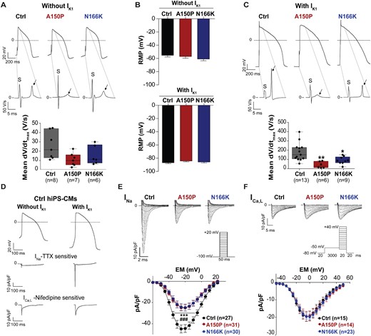 IRX5 loss-of-function leads to a slower upstroke velocity via reduction of INa. (A) Top panel: representative traces of ventricular APs measured in IRX5-A150P and -N166K mutated and control hiPS-CMs paced at 700-ms cycle length with their corresponding first derivatives of the stimulus (S) and of the AP upstroke phases (arrows) of the APs. Dashed lines show the part of the APs on which the derivatives have been calculated. Bottom panel: Box whisker plots of maximum upstroke velocities of ventricular APs when pacing at 700-ms cycle length without in silico IK1 injection. (B) Resting membrane potentials (RMPs) measured from ventricular APs paced at 700-ms cycle length with or without in silico IK1 injection. Mean and S.E.M. are indicated; n: same as in A and C. (C) Top panel: representative traces of ventricular APs measured in A150P and N166K IRX5-mutated and control hiPS-CMs paced at 700-ms cycle length with their corresponding first derivatives of AP upstroke (arrows). Bottom panel: Box whisker plots of maximum upstroke velocities of ventricular APs when pacing at 700-ms cycle length and under dynamic clamp with in silico IK1 injection. * and **P < 0.05 and P < 0.01 vs. control, respectively (t-test). (D) Representative traces of INa-TTX-sensitive and ICa,L-Nifedipine-sensitive in control hiPS-CMs, obtained by subtraction of the current recorded before and after application of the inhibitors, when applying typical ventricular-like AP voltages, depicted on top. (E) Superimposed representative traces of INa recorded when applying the depicted voltage-clamp protocol, and mean current densities (pA/pF) vs. membrane potential (EM) recorded in hiPS-CMs. *** and ###P < 0.001 vs. control (n = 27) for, respectively, IRX5-A150P (n = 31) and -N166K hiPS-CMs (n = 30) (Two-way ANOVA with Bonferroni post hoc test). (F) Superimposed representative traces of ICa, L recorded when applying the depicted voltage-clamp protocol, and mean current densities (pA/pF) vs. membrane potential (EM) obtained in hiPS-CMs (Ctrl: n = 15; A150P: n = 14; N166K: n = 23).