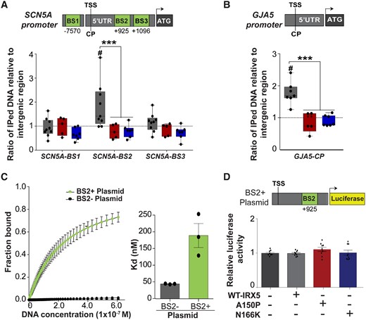 IRX5 interacts with SCN5A and GJA5 promoters. (A) Schematic representation of potential binding sites for IRX5 (BS, in green; numbers indicate position referring to TSS) on SCN5A promoter identified in silico, and PCR amplification using primers specific for each BS after hiPS-CMs ChIP with an antibody against IRX5. Results are shown as ratio of the immunoprecipitated (IPed) DNA relative to intergenic region (IR). CP, core promoter; TSS, transcription starting site. #P < 0.05 vs. IR in control samples (n = 8); ***P < 0.001 vs. control in IRX5-mutated samples; A150P n = 5 and N166K: n = 7 (t-test). (B) IRX5 interaction with GJA5 promoter obtained as in A Ctrl: n = 6; A150P: n = 5; N166K: n = 7. (C) Dissociation constant (Kd) between IRX5 protein and SCN5A promoter obtained after MST test using constant concentration of IRX5 protein and decreasing concentration of SCN5A promoter plasmids (from 650 to 0.0099 nM). Two different plasmids containing parts of SCN5A promoter were used: BS2− plasmid, from −261 to +613 bp, that did not contain IRX5 BS2, and BS2+ Plasmid, from −261 to +1072 bp, which contained IRX5 BS2. Left panel, fitted curves issued using law of mass action. Right panel, histograms showing mean and S.E.M. Kd (n = 3 per group, from three separated preparations). (D) Luciferase experiments in HEK293 cells cotransfected with BS2+ Plasmid, containing luciferase cDNA under the control of SCN5A promoter region (from −261 to +1072 bp), and with expressing vectors encoding wild-type (WT), A150P, or N166K-mutated IRX5 cDNA. Firefly luciferase activity was normalized to Renilla activity (mean±S.E.M., n = 3 per group, from three separated preparations) and is shown as ratio vs. condition without IRX5 plasmid.