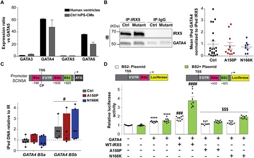 IRX5 and GATA4 cooperate to regulate SCN5A expression. (A) GATA transcripts expression ratios vs. GATA5 (GATA TF with the lowest expression). Transcript expression ratios were calculated using GTEx data for human ventricular tissues and using TLDA analysis for control hiPS-CMs. Data are expressed as mean±S.E.M. (B) Representative western blots of IRX5 and GATA4 in control and IRX5-A150P mutated hiPS-CM lysates immunoprecipitated with anti-IRX5 antibody. Quantification of the amount of GATA4 co-immunoprecipitated with IRX5, in control and, IRX5-A150P and -N166K mutated hiPS-CMs. Results are shown as ratios of the co-immunoprecipitated (IPed) GATA4 normalized to the IPed IRX5 amounts (Ctrl: n = 20; A150P: n = 11; N166K: n = 8). (C) Schematic representation of IRX5 binding site (BS; green) and GATA4 BS (pink) on SCN5A promoter (numbers indicate position referring to TSS), and PCR amplification using primers specific for each BS after hiPS-CMs ChIP with an antibody against IRX5. Results are shown as ratio of the IPed DNA relative to intergenic region (IR). TSS: transcription starting site. #P < 0.05 vs. intergenic region (t-test). Ctrl: n = 7; A150P n = 4 and N166K: n = 6. (D) Luciferase experiments in HEK293 cells cotransfected with BS2− plasmid, containing luciferase cDNA under the control of SCN5A promoter region (−261 to +613 bp) with GATA4 BSb but not IRX5 BS2 (white bars), or BS2+ plasmid, containing luciferase cDNA under the control of SCN5A promoter region (−261 to +1072 bp) with GATA4 BSb and IRX5 BS2 (green bars), and with the indicated GATA4 or/and IRX5 expressing plasmids. Firefly luciferase activity was normalized to Renilla and is shown as ratio to its activity when transfected with SCN5A plasmids only. Results are displayed for three independent cell preparation and transfection. ****P < 0.0001 vs. condition with no IRX5/GATA4 plasmid; ### and ####P < 0.001 and P < 0.0001 vs. condition with GATA4 plasmid only; $$$P < 0.001 vs. condition with GATA4 + WT-IRX5 plasmids (t-test).