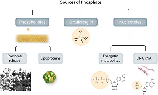 Sources of phosphate for valvular and vascular mineralization. Phosphates exist in the body both in the chemical form of minerals (inorganic phosphate, Pi) and in biologically active forms integrated in molecules for structural and energy metabolism (organic phosphate). Extracellularly exposed phosphate groups in organic molecules will become hot sports for calcium precipitation and hydroxyapatite crystallization. The organic integration of inorganic phosphate can also take the reverse form, where Pi is released extracellularly from organic sources to directly form mineralization. Photo inset shows: A: Electron microscopic view of SMC phagocytic consequences: 1. Cytosolic microvesiculation, 2. Exosome release.