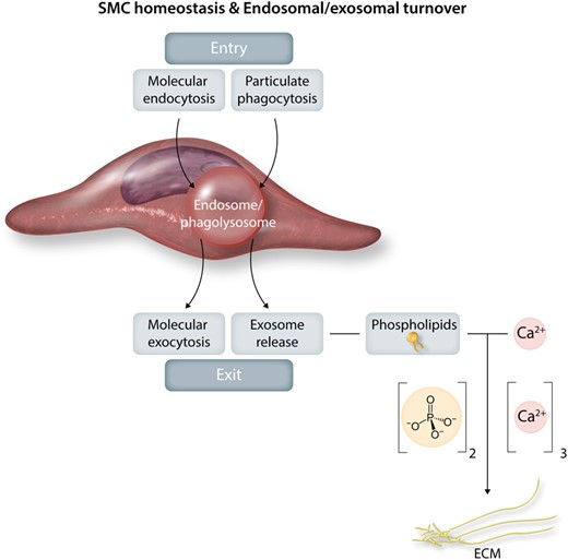 Smooth muscle cell homeostasis and endosomal/exosomal turnover. Homeostatic endosomal activity is a highly regulated balance between endosomal entry (phagocytosis, endocytosis, autophagy, heterophagy) and exit by molecular exocytosis and secretion and exosome release. Such release generated by smooth muscle cell membranous phospholipids can drive the development of arterial calcifications.