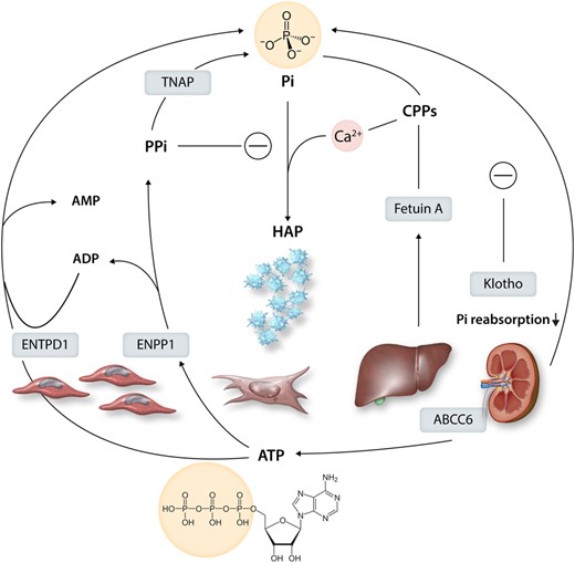 Purinergic and pyrophosphate metabolism into inorganic phosphate (Pi) and its regulation. Intracellular ATP is transported to the extracellular space by the transporter ABCC6. The hydrolysis of ATP by ectonucleotide pyrophosphatase/phosphodiesterase 1 (ENPP1) generates inorganic pyrophosphate (PPi), which inhibits the formation of hydroxyapatite (HAP). In contrast, metabolism of ADP to by ectonucleoside triphosphate diphosphohydrolase 1 (ENTPD1) and PPi metabolism by tissue non-specific alkaline phosphatase (TNAP) increase Pi and HAP formation. Pi levels are regulated by calcification inhibitors, including Fetuin-A produced by the liver, which forms colloidal calcium-phosphate complexes called calciprotein particles (CPPs). It also shows the endogenous Pi regulator klotho, a co-receptor for fibroblast growth-factor 23 (FGF23), which decreases renal phosphate reabsorption.