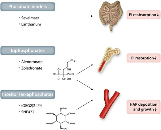Therapeutic potential of phosphate inhibitors for cardiovascular mineralization. Examples of phosphate binders, bisphosphonates and inositol hexaphosphates and their effects on the absorption and resorption of inorganic phosphate (Pi), as well as on hydroxyapatite (HAP) deposition and growth during valvular and vascular mineralization.