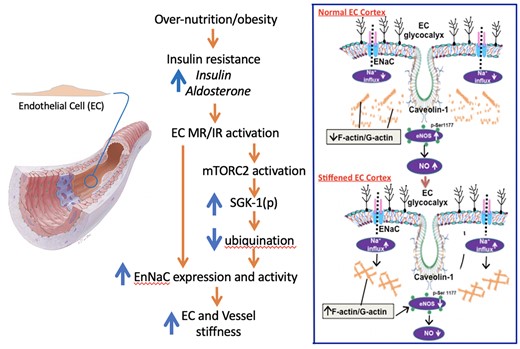Schematic diagram illustrating an overview of the hypothesized pathway by which western diet/INS resistance together with enhanced ALDO and INS-mediated signalling promotes abnormally increased vascular stiffness (left panel). Both INS receptor (IR) and MR activation are proposed to mediate stiffening through mTOR and SGK-1-dependent mechanisms that lead to both increased Na+ channel (EnNaC) expression and activity. As described in the text, EnNaC activity is increased through decreased ubiquination and internalization. The right-hand panel contrasts at the EC level the ‘normal’ EC cortical flexibility (upper) to the situation where the cell cortex is ‘stiffened’ leading to impaired eNOS activity and decreased NO bioavailability (lower panel). Specifically, enhanced Na+ entry occurs as a result of enhanced EnNaC activity. Increased Na+ influx promotes polymerization of the cortical actin cytoskeleton leading to decreased eNOS activation and diminished production of NO. As further described in the text decreased NO bioavailability leads to increased vascular fibrosis and stiffening.