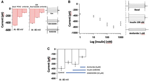 Consistent with data from epithelial cells of the distal renal tubule40–44 ECs exhibit amiloride-sensitive Na+ currents that are modulated by mTORC2, SGK-1, and INS signalling. To illustrate this, preliminary studies have been undertaken in mouse pulmonary ECs isolated by a dual antibody-linked magnetic bead purification method described in our recent publications.7,30,45,46 Electrophysiological recordings were conducted using conventional whole cell patch clamp. Protocols were designed to examine elements of the signalling pathways outlined in Figure 1. (A) mTORC2 (PP242 10 μM; n = 10–14 cells) and SGK-1 (GSK 20 μM; n = 12–17 cells) inhibitors acutely attenuate amiloride-sensitive Na+ currents (EnNaC-mediated) in vascular ECs. Example patch clamp tracings are shown to the right of the panel. (B) INS acutely increases amiloride-sensitive Na+ currents in a concentration-dependent manner over the range 10–300nM (n = 4–11 cells). Example patch clamp tracings are shown to the right of the panel. (C) In vascular ECs, INS (100 nM)-induced increases in Na+ current are inhibited by pre-treatment with the SGK-1 inhibitor, GSK650394 (10 µM) (n = 6–8 cells). Results are shown as mean ± SEM.