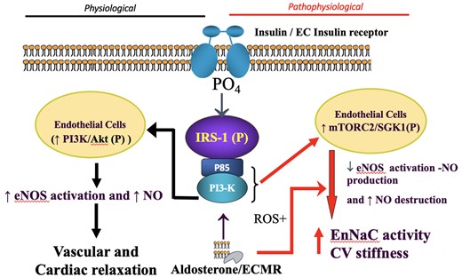 Schematic diagram proposing that INS and ALDO act both independently and additively through their respective receptors. Under physiological levels (left-hand side) of these hormones appropriate vascular and cardiac relaxation is favoured, via NO-dependent mechanisms. In contrast, when excessive levels of INS and ALDO/MR activation (right-hand side) result from nutrient excess/obesity (Figure 1), this relationship shifts to promote cardiovascular stiffening and dysfunction by pathways involving increased activity of the endothelial Na+ channel, EnNaC, and decreased NO bioavailability (see text). In excess, INS and ALDO synergize to promote mTORC2/SGK1 activation of EnNaC and consequent CV fibrosis, stiffening and impaired function. Akt, Protein kinase B; CV, cardiovascular; EC MR, endothelial cell mineralocorticoid receptor; EnNaC, endothelial cell epithelial Na+ channel; eNOS, endothelial nitric oxide synthase; IRS-1, insulin receptor substrate 1; mTORC2, rapamycin-insensitive mTOR protein complex; NO, nitric oxide; PI3K, phosphoinositide 3 kinase; ROS, reactive oxygen species; SGK1, serum and glucocorticoid regulated kinase.