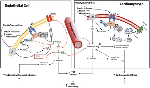 Schematic diagram illustrating cellular signalling mechanisms underlying MR-dependent cardiovascular stiffening and dysfunction in over nutrition, obesity, and insulin resistance. The model is based on both experimental data and the authors’ interpretation of the existing literature. Emphasis is placed on altered MR/INS signalling both independently and synergistically impacting tissue mechanical properties (fibrosis/stiffening) and function. The left-hand side illustrates MR/INS-mediated events occurring in endothelial cells and the right-hand side those occurring in cardiomyocytes. Collectively, coronary arterial endothelial cell and cardiomyocyte stiffening interact to impair cardiac relaxation which is manifested as diastolic dysfunction contributing to the clinical syndrome of HFpEF. HFpEF is thus viewed to result from several mechanisms which result from decreased NO bioavailability which manifest as increased afterload (vascular stiffness), altered myocardial structure (fibrosis), and impaired energetics (impaired insulin signalling). Black arrows indicate stimulatory pathways while red arrows depict inhibition. *Not shown are possible contributions of other cell types (e.g. cardiomyocytes per se) to NO availability or detail of downstream mechanisms involving ROS, peroxynitrate and soluble guanylate cyclase which have been implicated in HFpEF.