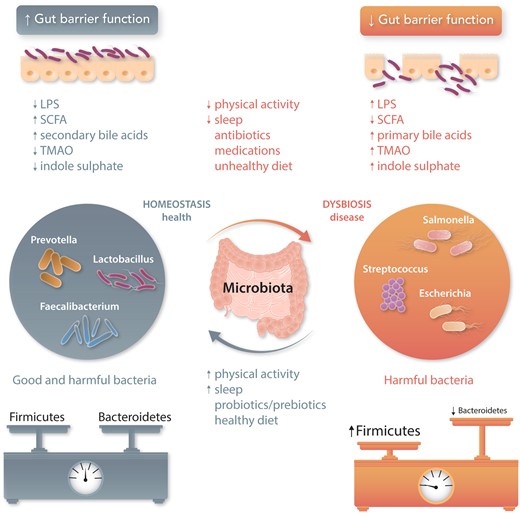 Role of the gut microbiota in health and disease. Homeostasis and dysbiosis of human gut microbiota may increase health (grey font) or promote disease (orange font), respectively. Environmental factors (e.g. physical activity or sleep) can influence homeostatic equilibrium. Normal gut microbiota represent a mixture of microbes with balanced phyla of Firmicutes and Bacteroidetes, whereas dysbiotic gut microbiota show fewer beneficial microbes from Bacteroidetes phylum and more harmful microbes from Firmicutes phylum. Pathological bacterial overgrowth induces inflammation and loss of barrier function that in turn promotes increased translocation of bacterial components and their metabolites, potentially extending into the host’s bloodstream. LPS, lipopolysaccharide; SCFA, short-chain fatty acids; TMAO, trimethylamine N-oxide.