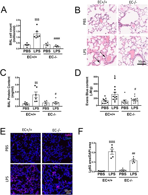 Endothelial-specific Poldip2 knock-out prevents LPS-induced lung injury. (A) Poldip2 EC−/− and Poldip2 EC+/+ littermates were injected with 18 mg/kg LPS. BAL was collected 18 h later and cell counts are represented as averages ± SEM (n = 4–6). $$$P < 0.001 compared to PBS injected Poldip2 EC+/+ mice, ####P < 0.0001 compared to LPS injected Poldip2 EC+/+ mice (two-way ANOVA, with Tukey’s correction). (B) Lungs harvested from mice treated as in (A) were stained with haematoxylin eosin, and show increased lung oedema in Poldip2 EC+/+ (arrows), but not in Poldip2 EC−/− mice after LPS injection. (C) Protein concentration measurement in BAL showing a significant increase after LPS injection. This response was significantly blunted in Poldip2 EC−/− mice (n = 5 in PBS group, n = 6–7 in LPS treated groups). $$P < 0.01 compared to PBS injected Poldip2 EC+/+ mice, #P < 0.05 compared to LPS injected Poldip2 EC+/+ mice (two-way ANOVA, with Tukey’s correction). (D) Lung permeability to Evans blue dye increased after LPS injection in Poldip2 EC+/+ with a significantly lower increase in Poldip2 EC−/− mice (n = 9 for PBS injected groups, n = 11–12 for LPS injected mice, $P < 0.05 compared to PBS injected Poldip2 EC+/+ mice, #P < 0.05 compared to LPS injected Poldip2 EC+/+ mice (two-way ANOVA, with Tukey’s correction)]. (E) Neutrophil-specific staining of LY6G and LY6C showed a significantly increased lung parenchyma infiltration with neutrophils in Poldip2 EC+/+ mice after LPS injection, which was significantly lower in Poldip2 EC−/− mice. Data quantified in (F), represent averages ± SEM (n = 5) $$$P < 0.001 compared to PBS injected Poldip2 EC+/+ mice, #P < 0.05 compared to LPS injected Poldip2 EC+/+ mice (two-way ANOVA, with Tukey’s correction).