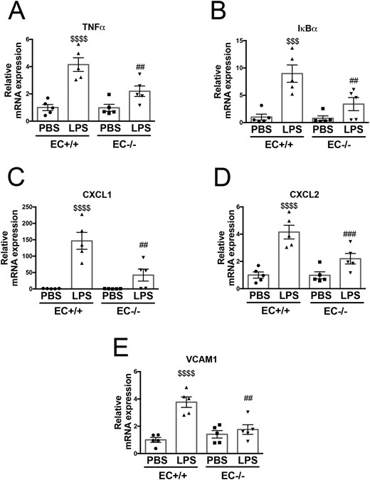 Endothelial-specific Poldip2 knock-out abrogates inflammatory gene expression in LPS-induced lung injury. LPS injection induced a significant increase in expression of inflammatory markers [Tnfα (A), Iκbα (B)), chemoattractant molecules [Cxcl1 (C), Cxcl2 (D)], and the vascular activation marker [Vcam1 (E)] in Poldip2 EC+/+ mice. This effect was significantly blunted in Poldip2 EC−/− mice. Graphs represent averages ± SEM (n = 5). P < 0.0001, $$$P < 0.001, $$P < 0.01, compared to PBS injected Poldip2 EC+/+ mice, ##P < 0.01, #P < 0.05, compared to LPS injected Poldip2 EC+/+ mice (two-way ANOVA, with Tukey’s correction).