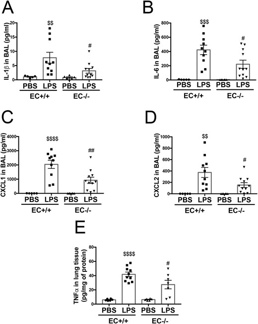 Endothelial-specific Poldip2 knock-out decreases cytokine and chemoattractant levels in BAL in LPS-induced lung injury. LPS injection induced a significant increase in cytokine levels [IL-1β (A), IL-6 (B)] and chemoattractant molecules [CXCL1 (C), CXCL2 (D)] in BAL in Poldip2 EC+/+ mice. LPS injection also induced a significant increase in TNFα lung tissue levels (E) in Poldip2 EC+/+ mice. These effects were significantly blunted in Poldip2 EC−/− mice. Graphs represent averages ± SEM (BAL experiments: n = 5–6 for PBS controls, n = 13 in LPS treated mice; lung tissue experiment: n = 6 for PBS controls, n = 7 and 10 in LPS treated Poldip2 EC−/−, and Poldip2 EC+/+ mice, respectively). P < 0.0001, $$$P < 0.001, $$P < 0.01, compared to PBS injected Poldip2 EC+/+ mice, ##P < 0.01, #P < 0.05, compared to LPS injected Poldip2 EC+/+ mice (two-way ANOVA, with Tukey’s correction).