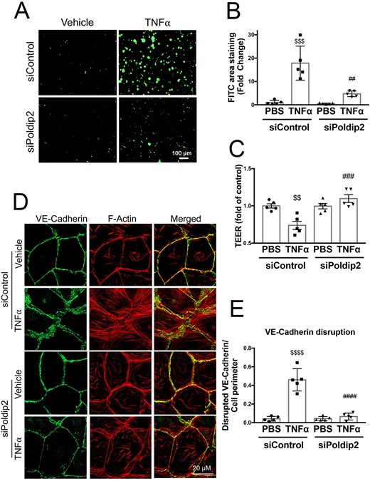 Poldip2 knock-down reduces endothelial permeability and preserves junctional organization in response to inflammation. (A) TNFα treatment induced intercellular gap formation in HLMECs, as assessed by the increased binding of FITC-avidin to collagen-biotin coated dishes. Poldip2 knock-down diminished gap formation in response to TNFα. Images quantified in (B) represent averages ± SEM (n = 5). $$$P < 0.001 compared to siControl PBS, ##P < 0.01 compared to siControl TNFα (two-way ANOVA, with Tukey’s correction). (C) TEER results showing significant decrease in endothelial resistance in siControl treated cells after TNFα treatment compared to siControl and PBS-treated cells. This decrease was not observed in siPoldip2 treated cells (n = 5), $$P < 0.01 compared to PBS siControl treated cells, ###P < 0.001 compared to TNFα and siControl treated cells (two-way ANOVA, with Tukey’s correction). TNFα induced disruption of VE-cadherin at the cell–cell junction along with actin disorganization and stress-fibre formation in HLMECs, while knocking down Poldip2 prevented these effects (D). Images quantified in (E) represent averages ± SEM (n = 5). P < 0.0001 compared to PBS siControl treated cells, ####P < 0.0001 compared to TNFα siControl treated cell (two-way ANOVA, with Tukey’s correction).