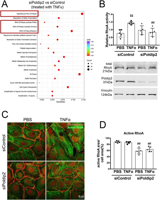 Poldip2 knock-down alters RhoA activity and localization. (A) Reactome analysis of RNASeq data showing the most highly significantly affected pathways when comparing siPoldip2 vs. siControl treated HLMECs after TNFα treatment (Rho GTPase pathways are highlighted in the red boxes) (n = 3). (B) TNFα treatment induced RhoA activity in siControl but not in siPoldip2 treated RBMECs, as measured in G-LISA assays. The graph represents averages ± SEM (n = 5), $$P < 0.01 compared to PBS siControl treated cells, ##P < 0.01 compared to TNFα and siControl treated cells (two-way ANOVA, with Tukey’s correction). Representative western blot showing unchanged total RhoA protein expression and efficiency of Poldip2 knock-down. Vinculin served as a loading control (see Supplementary material online, Figure S4 for Western blot quantification). (C) Immunofluorescence assay of active-RhoA, shown as green staining. Active-RhoA was localized to the entire cell area in siControl treated HLMECs with siPoldip2 shifting active-RhoA staining centrally. VE-cadherin staining (red) detects cell junctions. Images quantified in (D) represent averages ± SEM (n = 5), ##P < 0.01 compared to corresponding siControl treated cells (two-way ANOVA, with Tukey’s correction).