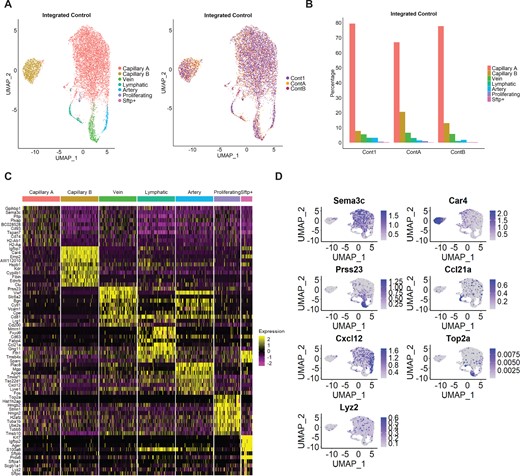 Identification of EC subpopulations in integrated Control samples. (A) UMAP plot of integrated Control samples. Colours represent annotated cell clusters and individual sample, respectively. (B) Proportion of EC subpopulation in individual Control samples. (C) Heatmap of the top 10 marker gene expression in a downsampling of 100 cells from each cluster. (D) UMAP plot of representative markers expression in the different clusters.