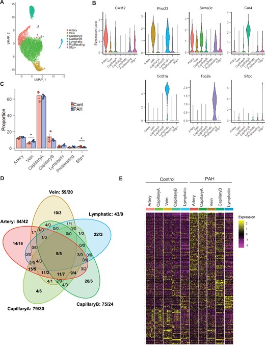 Differential gene expression analysis between PAH and Control in the vessel type EC populations. (A) UMAP plot of integrated Control and PAH samples. Colours represent annotated cell clusters. (B) Violin plot of vessel type-specific markers expression in the annotated EC subpopulations. (C) Proportion of the annotated EC subpopulations in Control and PAH samples. Error bars correspond to standard error of the mean. P-value obtained using an unpaired t-test on the log10 proportion (*P-value <0.05). (D) Venn diagram of differential gene expression changes (number of upregulated genes/number of down-regulated genes) in the five vessel type EC subpopulations. (E) Heatmap of all differentially expressed genes across vessel type EC subpopulations and conditions in a downsampling of 50 cells per category.