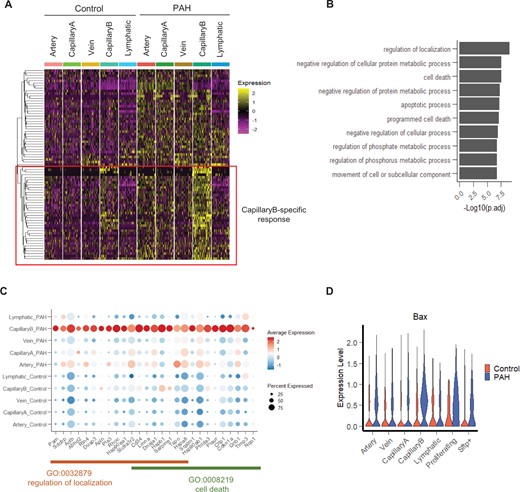 Characterization of the PAH response in CapillaryB EC subpopulation. (A) Heatmap of up-regulated genes in CapillaryB in a downsampling of 50 cells per category. A hierarchical clustering approach was used to identify genes with a specific up-regulation in CapillaryB compared to the other EC populations. (B) Top 10 enriched Go Terms (Biological Process) of the CapillaryB-specific up-regulated genes. (C) Dot plot showing the expression of genes specifically up-regulated in CapillaryB and annotated in the ‘regulation of localization’ and ‘cell death’ Go Terms. (D) Violin plot of Bax expression across EC populations and conditions.
