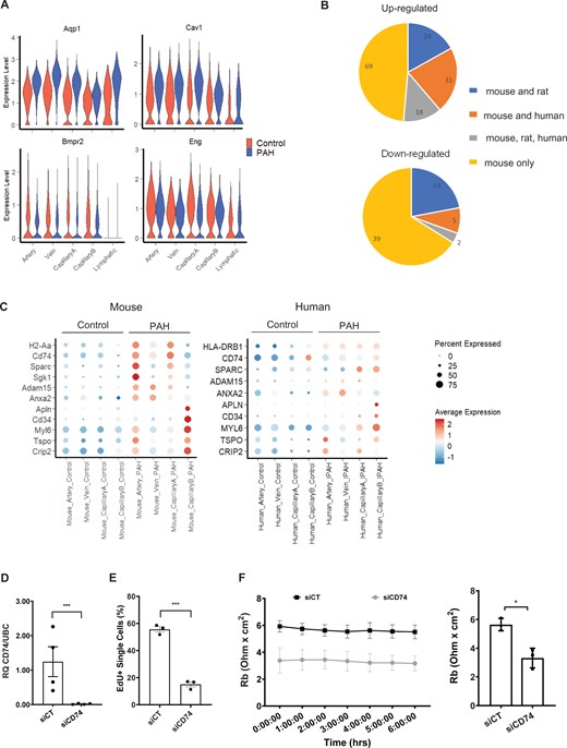 Comparison of the mouse PAH DEGs with human genetics and transcriptomics data. (A) Violin plot showing the expression of 4 DEGs with PAH-associated variants, across EC populations and conditions. (B) Number of mouse up/down-regulated genes regulated in the same direction in rat or human PAH ECs. (C) Dot plot showing the expression of selected candidates across EC populations and conditions in mouse and human scRNA-seq. (D) Expression of CD74 in Control (siCT) and CD74 (siCD74) knockdown HUVECs by RT-qPCR. RQ, relative quantification normalized to UBC relative to siCT (n = 4). (E) Quantification of EdU uptake in siCT and siCD74 HUVECs (n = 3). (F) Cell-to cell interaction, expressed as Rb (Ohm × cm2), in siCT and siCD74 HUVECs across a 6 h time course with bar graph showing the average across the time points (n = 3). Graph in panels D–F correspond to mean ± standard error of the mean and P-values were obtained using an unpaired t-test. *P-value < 0.05 and ***P-value < 0.0001.