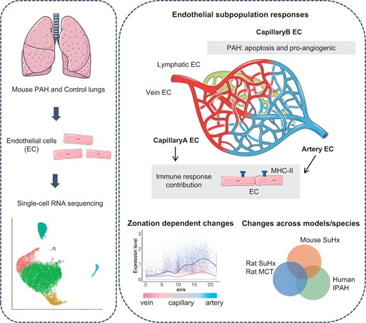 Graphical Abstract