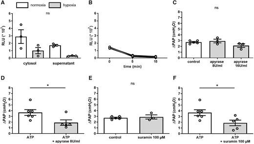 Panx1 does not regulate HPV via ATP release and purinergic signalling. (A) Group data show ATP concentration in supernatant and cytosolic fraction of hPASMCs under normoxic (21% O2; white bars) and hypoxic (1% O2; grey bars) conditions after 5 min. Hypoxia decreased both extracellular and intracellular ATP levels (n = 3 per group). (B) Longitudinal measurements over 15 min of hypoxia show a corresponding decrease in extracellular ATP concentration. (C) In isolated perfused mouse lungs, pretreatment with the ATP degrading enzyme apyrase (8 U/mL and 16 U/mL) did not alter the vasoconstrictive response to hypoxia (1% O2), measured as increase in pulmonary artery pressure (ΔPAP) (control n = 5, apyrase 8 U/mL n = 3, apyrase 16 U/mL n = 3). (I) In isolated perfused mouse lungs, administration of an ATP bolus (0.9 µmol) induced pulmonary vasoconstriction (n = 6), measured as increase in pulmonary artery pressure (ΔPAP), which was reduced by apyrase (8 U/mL; n = 5). (J) In isolated perfused mouse lungs, pretreatment with the purinergic receptor blocker suramin (100 µMol/L) did not alter the vasoconstrictive response to hypoxia (control n = 5, suramin n = 3). (K) Suramin (100 µMol/L) attenuated the vasoconstrictive response to an ATP bolus (0.9 µmol) (ATP = 6, ATP + suramin n = 5). Data are mean ± SEM; data were analysed using Mann–Whitney U-test (A, D–F) or Kruskal–Wallis test (C); *P < 0.05; ns, not significant.