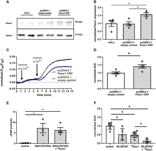 Panx1 acts independent of TRPV4 and may constitute a novel Ca2+ entry channel in HPV. (A) Representative western blot and (B) quantitative densitometric analysis show increased expression of Panx1 in HeLa cells transfected with pcDNA3.1+/c-(K)DYK vector containing Panx1 open reading frame (pcDNA3.1 Panx1 ORF) as compared to pcDNA3.1+/c-(K)DYK backbone control vector (pcDNA3.1 empty control) or non-transfected HeLa cells (HeLa). GAPDH served as loading control (n = 4 per group). Representative tracing (C) of intracellular Ca2+ concentration as measured by ratiometric imaging of fura-2 at 340 and 380 nm (F340/F380) and quantitative analysis of area under the curve (AUC) in HeLa cells (D). In the absence of extracellular Ca2+ (w/o Ca2+), hypoxia (1% O2) causes a slight increase in intracellular Ca2+ concentration in both Panx1 overexpressing (pcDNA3.1 Panx1 ORF) and control (pcDNA3.1 empty control) cells. Following re-supplementation of extracellular Ca2+ (w Ca2+), the increase in intracellular Ca2+ concentration is more pronounced in pcDNA3.1 Panx1 ORF as compared to pcDNA3.1 empty control HeLa cells (n = 5 per group). (E) Group data show vasoconstrictive response to the TRPV4 agonist GSK1016790A (100 nMol/L; n = 3) in isolated perfused mouse lungs, measured as increase in pulmonary artery pressure (ΔPAP), which was unabated by the Panx1 specific inhibitory peptide 10Panx1 (800 µMol/L; n = 4). (F) Simultaneous treatment of PASMC by the TRRPV4 antagonist HC-067047 (20 µMol/L) and 10Panx1 (200 µMol/L) additively attenuated the increase in intracellular Ca2+ concentration in response to hypoxia as measured by ratiometric imaging of Fura-2. Data are mean ± SEM; data were analysed using Kruskal–Wallis test (B, E, F) or Mann–Whitney U-test (D); *P < 0.05; ns, not significant.