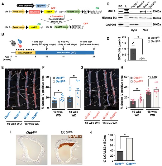 EC-specific conditional knockout of Oct4 exacerbates atherosclerosis in Apoe−/− mice. (A) EC-specific-lineage-tracing and conditional Oct4 knockout mouse model. Schematic of Cdh5-CreERT2; Oct4Flox/Flox; Rosa-Stop-eYFP+/+Apoe−/− mouse (designated as Oct4Flox/Flox). Mice received 10 injections of tamoxifen (TMX) between 6 and 8 weeks of age. In response to tamoxifen, Cre-recombinase under the control of the Cdh5 gene promoter excises LoxP sites (black triangles), removing Oct4 exon 1 (responsible for pluripotency) and STOP codon upstream of eYFP specifically in EC. Finally, it provides simultaneous EC-lineage-tracing and EC-specific Oct4 knockout. (B) Schematic of animal experiments. (C) Representative western blot showing protein levels of OCT4, Histone H3, and GAPDH in nuclear (Nuc) and cytoplasmic (Cyto) extracts from EC isolated from aortas of EC-specific OCT4 knockout (Oct4Δ/Δ) and wild-type (Oct4+/+) mice. L, ladder; PC, positive control, A404 precursor cells. (D) Densitometry quantification of Western blots. Values = mean ± S.E.M.. *P < 0.05 by unpaired t-test; n = 3 independent experiments. (E–H) Sudan IV en face staining and quantification of lesion area in aortas of Oct4Δ/Δ and Oct4+/+ male (E and F) and female (G and H) mice after 10 or 18 weeks of WD feeding. Values = mean ± S.E.M.. *P < 0.05, #P = 0.052 by unpaired t-test; Oct4+/+: n = 9 for 10 weeks and n = 12 for 18 weeks of WD; Oct4Δ/Δ: n = 11 (females) and n = 10 (males) for 10 weeks and n = 12 for 18 weeks of WD. (I) Representative immunostaining of LGALS3 in BCAs collected from Oct4Δ/Δ and Oct4+/+ male mice after 4 weeks of WD feeding. Scale bar = 100 µm. (J) The percentage of male mice with LGALS3-positive staining in Oct4+/+ (n = 4/11 positive BCAs) and Oct4Δ/Δ (n = 7/8 positive BCAs) BCAs. BCAs were analysed at 60 µm distance from aortic arch. *P < 0.05 by Fisher’s exact test.