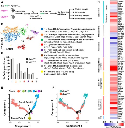 Single-cell RNA sequencing reveals marked transcriptomic alterations in Oct4 knockout EC from mouse atherosclerotic aortas. (A) Schematic for 10× Genomic scRNA-seq experiment. ECs were isolated from aortas of Oct4+/+ (n = 2) and Oct4Δ/Δ (n = 3) female mice after 5 weeks of WD feeding. Aortas were digested in Liberase™ in the presence of the RNA polymerase inhibitor, actinomycin D, to prevent transcriptional changes during cell preparation. Aortic cells were FACS-sorted based on the EC lineage tracer, eYFP, followed by 10× scRNA-seq protocol. Following quality control, we obtained 449 ECs from Oct4+/+ mice and 1623 cells from Oct4Δ/Δ mice. (B) An aggregated t-distributed stochastic neighbour embedding (t-SNE) plot of YFP+ EC from Oct4+/+ and Oct4Δ/Δ mice coloured by cluster. Clusters were characterized based on the specific markers. (C) Percentage of Oct4+/+ and Oct4Δ/Δ cells in each cluster. (D) DE analysis revealed 405 up- and down-regulated genes in Oct4Δ/Δ as compared with Oct4+/+ EC, including up-regulation of adhesion and pro-inflammatory genes, as well as genes involved in EndoMT and angiogenesis, and down-regulation of EC fate genes and genes involved in mitochondria and heme metabolism. (E) Pseudotime analysis discovered five distinct states of the integrated Oct4+/+ and Oct4Δ/Δ EC with two cell fate decision points. (F) Ordering of Oct4+/+ and Oct4Δ/Δ EC along the pseudotime trajectory revealed two unique states (States 2 and 3) of EC from Oct4Δ/Δ mice as compared with Oct4+/+ mice.