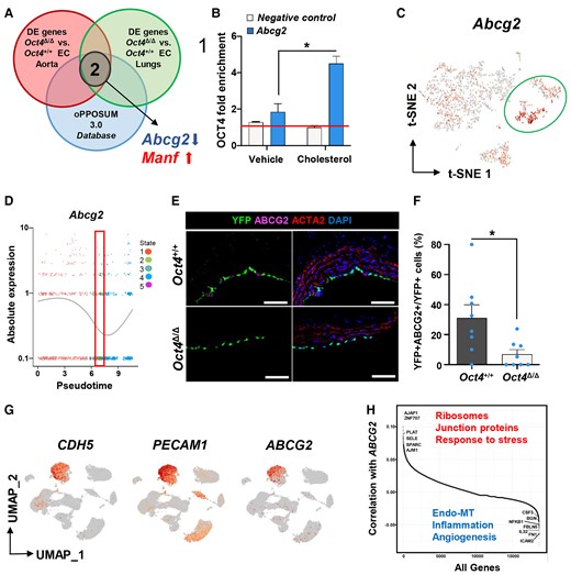 Abcg2 is a direct target of OCT4 and is associated with EC phenotypic transitions in human and mouse atherosclerotic arteries. (A) Comparing in vivo aortic and lung scRNA-seq data sets with the oPPOSUM 3.0 database revealed Abcg2 and Manf1 as putative targets of OCT4. (B) ChIP analysis on cultured mouse aortic wild-type EC with or without cholesterol loading using antibodies specific for OCT4 compared with non-immune IgG (red line). Values = mean ± S.E.M.; data were analysed by unpaired t-test, n = 2 representative experiments; *P < 0.05. NC—results for the negative control loci primer set. (C) A feature plot of Abcg2 gene distribution within the scRNA-seq t-SNE map. (D) The expression level of Abcg2 in different cellular states, which has been identified by the pseudotime analysis. The red rectangle indicates State 2, unique for Oct4Δ/Δ cells, with low Abcg2 expression levels. Dots represent individual cells at each time point. The curve line represents the average of Abcg2 expression between all cells at each time point. (E) Immunostaining of YFP, ABCG2, ACTA2, and DAPI on representative BCA sections collected from 4 weeks WD-fed Oct4Δ/Δ and Oct4+/+ male mice. Scale bar = 10 µm. (F) Quantification of the percentage of YFP+ABCG2+ cells within total YFP+ cells. Values = mean ± S.E.M.. Data were analysed by non-parametric Mann–Whitney test, *P < 0.05 Oct4+/+ (n = 7) vs. Oct4Δ/Δ (n = 8) mice. (G and H) Publicly available scRNAseq data on unsorted cells from atherosclerotic human coronary arteries (Wirka et al., 2019)33 were reanalysed to trace ABCG2 expression in EC. (G) Uniform manifold approximation and projection (UMAP) visualization of cells present in human atherosclerotic arteries, showing enrichment of ABCG2 expression specifically in EC based on EC genes CDH5 and PECAM1. (H) Pairwise Pearson correlation of ABCG2 with all other genes in cells extracted from the CDH5+PECAM1+ EC cluster. Examples of the top highly correlated and anti-correlated genes and molecular pathways are indicated on the graph.