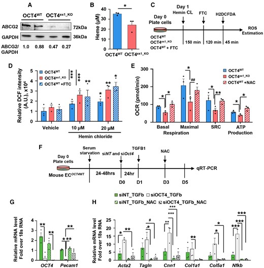 Inhibition of intracellular ROS rescues mitochondrial respiration and EndoMT in the OCT4-deficient ECs. (A) Representative western blot showing protein levels of ABCG2 and GAPDH in OCT4WT and OCT4ex1_KO HUVECs. Replicates correspond to independent experiments. The relative ABCG2/GAPDH ratio based on the densitometry analysis is indicated beneath the blots. (B) Quantification of extracellular haem concentrations in OCT4WT and OCT4ex1_KO HUVEC cultured media. Values = mean ± S.E.M.; *P < 0.05 by unpaired t-test; n = 3 independent experiments. (C and D) Loss of OCT4 increased ROS generation within HUVEC in response to hemin chloride treatment. (C) Schematic showing the experimental design for the loss-of-function assay of ABCG2 after treatment with succinylacetone (endogenous inhibitor of haem synthesis) followed by FTC (specific ABCG2 inhibitor) to inhibit ABCG2 in OCT4WT HUVECs and subsequent intracellular ROS estimation in OCT4WT, OCT4ex1_KO, and OCT4WT+FTC HUVECs. (D) Hemin chloride-induced ROS generation was then measured by DCF intensity and showed dose–response with increasing hemin chloride concentration. OCT4WT+FTC group recapitulated the OCT4ex1_KO phenotype in the presence of increasing hemin chloride. Values = mean ± S.E.M; Data were analysed by linear mixed-model ANOVA followed by Tukey’s post hoc test, *P < 0.05, **P < 0.01, and ***P < 0.001; n = 3 independent experiments. (E) Seahorse mitochondrial stress test measuring the oxygen consumption rates (OCR) in OCT4WT, OCT4ex1_KO HUVECs, and OCT4ex1_KO HUVECs cultured in the presence of the ROS inhibitor, N-acetyl-l-cysteine (NAC). NAC significantly improved basal mitochondrial respiration, spare respiratory capacity, and ATP production in OCT4ex1_KO HUVECs. Error bars represent mean ± S.E.M.*P < 0.05, **P < 0.01 by linear mixed-model ANOVA followed by Tukey’s post hoc test, n = 3 independent experiments. Results for OCT4WTand OCT4ex1_KO HUVECs are the same as in Figure 4H. (F) Schematic showing experimental design for in vitro EndoMT experiments. (G and H) qRT–PCR analyses demonstrated that EC transfected with blocking siOct4 have lower Oct4 and Pecam1 levels (G) but higher levels of the EndoMT markers and Nfkb mRNA gene expression (H) in response to TGFβ1 treatment as compared with siNT control cells. The presence of NAC significantly improved TGFb1-induced gene expression alterations. Data were analysed by one-way ordinary ANOVA (mixed-model), followed by Tukey’s multiple comparisons test (*P < 0.05, **P < 0.01, ***P < 0.001, and #P = 0.07). Values = mean ± S.E.M; n = 3 independent experiments.