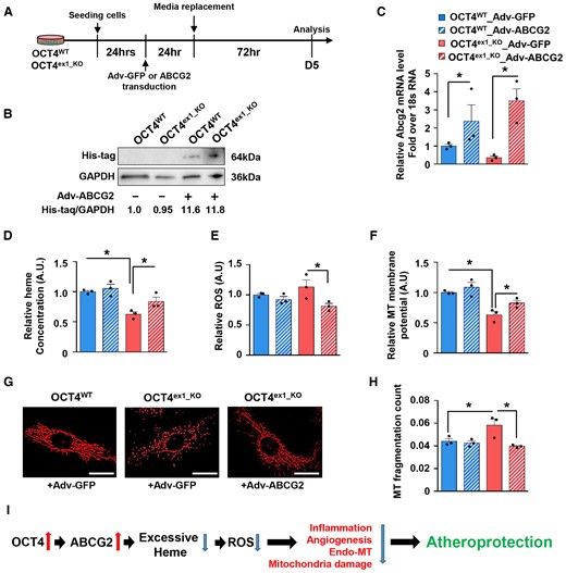 Overexpression of ABCG2 improves ROS accumulation and mitochondrial functions in OCT4-deficient ECs. (A) Schematic showing experimental design for the overexpression of ABCG2 in OCT4WT and OCT4ex1_KO HUVECs. Cells were infected with human ABCG2 overexpressing adenovirus containing His-Tag (Adv-ABCG2) or control adenovirus (Adv-GFP) for 24 h, followed by functional assays. (B) Representative western blot showing protein levels of His-tag and GAPDH in Adv-ABCG2-infected OCT4WT and OCT4ex1_KO HUVECs. The relative His-tag/GAPDH ratio based on the densitometry analysis is indicated beneath the blots. (C) qRT–PCR analysis showed significant increases in mRNA levels for ABCG2 in OCT4WT and OCT4ex1_KO HUVECs infected with Adv-ABCG2 as compared with Adv-GFP. *P < 0.05 by unpaired Student t-test; n = 3 independent experiments. (D–F) Quantification of extracellular haem concentrations in cultured media (D), intracellular ROS accumulation (E), and mitochondria membrane potential (F) in OCT4WT and OCT4ex1_KO HUVECs with and without ABCG2 overexpression. (G) Representative immunofluorescence staining using MitoSpy™ to visualize mitochondria morphology. Scale bar = 20 µm. (H) Quantification of the mitochondria fragmentation count based on the fragmentation score system. (D–F, H) Values = mean ± S.E.M.; *P < 0.05 by one-way ANOVA followed by Tukey’s post hoc test; n = 3 independent experiments. (I) Proposed model of the atheroprotective role of OCT4 in ECs: Activation of the pluripotency factor OCT4 in ECs at the early stages of atherosclerosis development results in up-regulating ABCG2 that in turn plays a role in regulating haem and ROS levels inside of cells and leads to atheroprotection. Loss of OCT4 results in haem and ROS accumulation leading to inflammation, EndoMT, pathological angiogenesis, and mitochondrial dysfunction and promoting atherosclerosis progression.