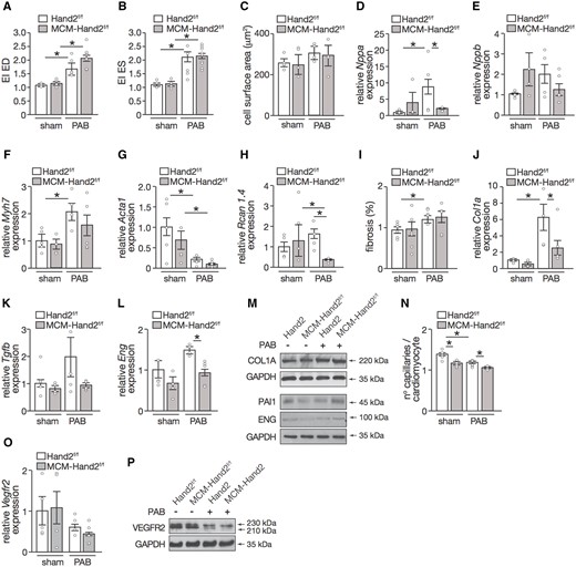 Assessment of LV remodelling induced by PAB upon cardiac depletion of Hand2. (A) Assessment of LV eccentricity index at end-diastole and (B) end-systole; (C) quantification of cardiomyocyte CSA from images of histological sections stained for WGA, n =30 microscopic field/heart, 3 hearts. (D–H) Quantitative real-time PCR analysis was performed to assess the expression levels of several genes known to be related to cardiac hypertrophy in RV tissue from Hand2F/F and MCM-Hand2F/F animals either after sham or PAB surgery: (D) Nppa; (E) Nppb; (F) β-myosin heavy chain; (G) Acta1; (H) regulator of Calcineurin 1 Isoform 4; (I) quantification of collagen deposition from images of histological sections stained for Sirius Red, n =30 microscopic field/heart, 3 hearts. (J–L) Quantitative real-time PCR analysis of (J) collagen type I alpha 1 chain; (K) TGFb and (L) Eng; (M) representative images of western blot analysis of COL1A, PAI-1, ENG, and GAPDH as loading control in LV tissue of Hand2F/F and MCM-Hand2F/F animals subjected to either sham or PAB surgery (N) capillaries in RV sections of Hand2F/F and MCM-Hand2F/F animals subjected to either sham or PAB surgery were identified by isolectin B4 immunohistochemistry combined with WGA and, from the images obtained, we determined the ratio of capillaries per cardiomyocyte ratios; (O) quantitative real-time PCR analysis of Vegfr2 expression levels in the RV of Hand2F/F and MCM-Hand2F/F animals, subjected to either sham or PAB surgery. (P) Representative images of western blot analysis of VEGFR2 and GAPDH as loading control in LV tissue of Hand2F/F and MCM-Hand2F/F animals subjected to either sham or PAB surgery. Data are from 5–10 animals per group, except for the western blots where protein lysates from 3–5 hearts per group were pulled in one sample. Statistical analysis using one-way ANOVA with Tukey’s multiple comparisons test. ∗P<0.05 between indicated groups (error bars are SEM).