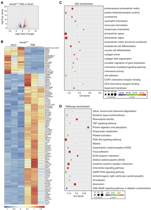 Transcriptional changes in the pressure-overloaded RV. RNA-sequencing was performed to assess the transcriptomic changes in RV tissue from control (Hand2F/F) animals subjected to either sham or PAB surgery for 6 weeks. (A) Volcano plot representation of differential expression of genes in the RV of sham and banded animals. Red and blue points mark the genes with significantly increased or decreased expression, respectively, in Hand2F/F sham to Hand2F/F PAB (FDR<0.01). The x-axis shows log2-fold expression changes and the y-axis the log10-fold likelihood of a gene being differentially expressed; (B) heatmap of the 100 top differentially expressed genes in the RV tissue of Hand2F/F sham compared to Hand2F/F PAB showing log2 FPKM (colour scale) values of dysregulated genes, with red and blue colours representing increased and decreased expression, respectively; (C) number of differentially expressed genes enriched in GO terms with P-value and rich factor shown in a scatterplot. The summarized GO terms are related to the biological processes upon PAB in the heart. Rich factor=number of differentially expressed genes in GO term/total number of genes in GO term. The larger the rich factor, the higher enrichment is. Circle size is proportional to the frequency of the GO term, whereas colour indicates the log10P-value (red higher, blue lower); (D) KEGG pathway analysis of differentially expressed genes with P-value and rich factor shown in a scatterplot. Differentially enriched pathways in the RV tissue of control animals subjected to PAB, in comparison to sham.