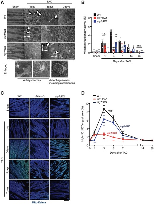 Ulk1 plays a major role in mediating mitophagy in response to pressure overload. (A and B): 3–4-month-old WT, atg7cKO, and ulk1cKO mice were subjected to either sham operation or TAC for 1, 3, 7, 14, and 30 days. Representative EM images are shown in (A) (scale bar, 2 µm). Mitophagy was quantified. Mean values ± S.E., n = 3–6; *P < 0.05, **P < 0.01 vs. WT for each time course, each value was the average of nine different images from each mouse, n.s., no significance. Statistical analyses were conducted with two-way ANOVA followed by Tukey’s post hoc test (B). Arrows indicate autophagosomes containing mitochondria; arrowheads indicate autolysosomes. % of mitophagy/autophagy activity was calculated by dividing the number of autophagosomes containing mitochondria + the number of autolysosomes by areas (1000 µm2). (C and D): 3–4-month-old WT/Mito-Keima, atg7cKO/Mito-Keima, and ulk1cKO/Mito-Keima mice were subjected to either sham operation or TAC for 1, 3, 5, 7, 14, and 30 days. Lysosomal degradation of mitochondria was detected with Mito-Keima. The bright signal corresponding to a high 560 nm/440 nm ratio indicates lysosomal localization of Mito-Keima, representing mitophagy. Representative images are shown in (C) (scale bar, 100 μm). High (561 nm/467 nm) signal areas of Mito-Keima dots/total microscopic areas are shown in (D). Mean values ± S.E., *P < 0.05, **P < 0.01 vs. WT for each time course. Statistical analyses were conducted with two-way ANOVA followed by Tukey’s post hoc test.