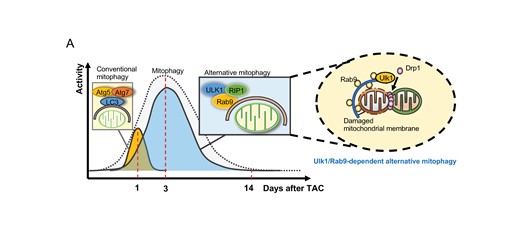 Graphical Abstract