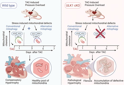 ULK1-induced alternative mitophagy prevents the development of pathological cardiac hypertrophy under pressure overload. The study by Nah et al.13 provides evidence to show the cardioprotective effect of ULK1-mediated alternative mitophagy against pressure overload stress (TAC mouse model). In response to pressure overload, ATG7/ATG5-dependent mitophagy is acutely activated but rapidly diminished after 1 day. Conversely, ULK1/Rab9-mediated alternative mitophagy is activated and sustained for several days following TAC, actively clearing defective mitochondria. Moreover, the myocardium of the mice deficient for ULK1 (ULK1cKO) exhibited large dysfunctional mitochondria with poorly defined cristae. Indices of pathological cardiac remodelling such as increased fibrosis, loss of mitochondrial integrity, and cardiac dysfunction were evident. These findings point towards the importance of ULK1-mediated alternative mitophagy in mitochondria clearance and attenuating pressure overload induced cardiac dysfunction.