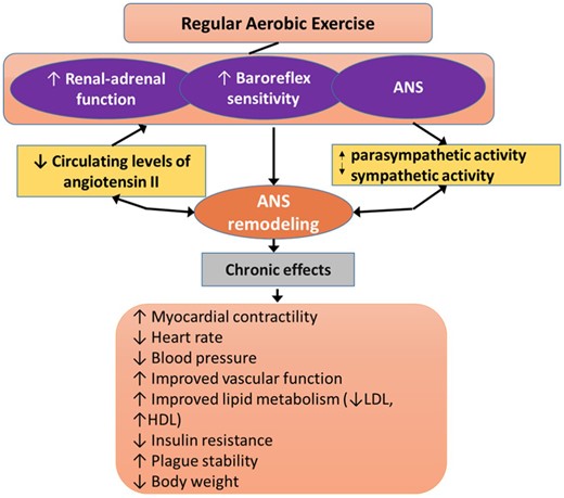 Overall effects of RAEX on the regulation of cardiovascular function by the autonomic nervous system (ANS). In addition to ANS changes, local adaptations, such as myocardial hypertrophy and vascular metabolic adaptations are also important that are not included in this figure. ANS, autonomic nervous system.