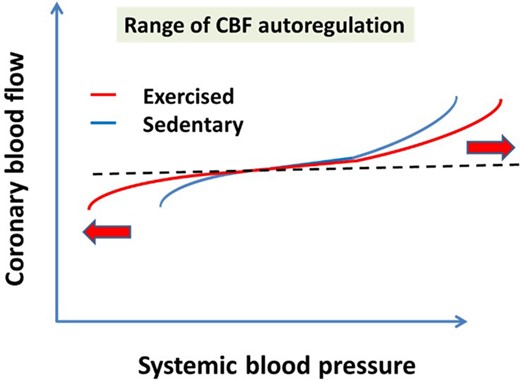 On the basis of experimental findings we propose that RAEX extends the range of CBF autoregulation resulting in a close to maintained CBF both at lower and higher pressures, as well. This is primarily due to the upregulated pressure-sensitive myogenic mechanism, a condition, which is then further modulated by local and remote vasomotor mechanisms. CBF, coronary blood flow.