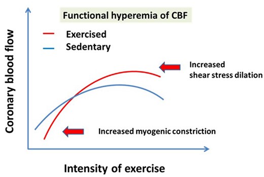 On the basis of experimental findings we propose that RAEX extends the maximum range of CBF resulting in exercise-induced great functional hyperaemia due to the upregulated pressure and flow/shear stress-sensitive vasomotor mechanisms, a basal tone which is then further modified by local and remote vasomotor mechanisms. CBF, coronary blood flow.
