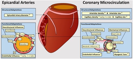 Graph summarizing the structural and functional coronary adaptations to RAEX in normal subjects. The coronary circulation has been divided into Epicardial Arteries and the Coronary Microcirculation, showing the structural and functional adaptations detailed for each of these coronary vascular compartments. α1, α1-adrenergic receptor; ß1, ß1-adrenergic receptor; ß2, ß2-adrenergic receptor; ACh, acetylcholine; KCa, Ca2+-dependent K channel; Kv, voltage-dependent K channel; M, muscarinic receptor; NE, norepinephrine; NO, nitric oxide; VGCC, voltage-gated Ca2+ channel. Modified from ref.19 with permission of the American Physiological Society.