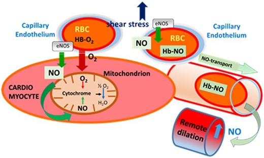 Schematic illustration of the effects of eNOS-derived NO released from capillary endothelium in response to increases in flow/wall shear stress, during exercise on mitochondrial function and remote vascular dilation. The highly diffusible NO can reach and then bind to cytochromes in the mitochondria of cardiac muscle, but also can be carried away by binding to the haemoglobin in RBC and later released eliciting dilation of remote microvessels, thereby increasing oxygen supply. eNOS, endothlial-nitric-oxide-synthase; NO, nitric oxide; RBC, red-blood-cell.