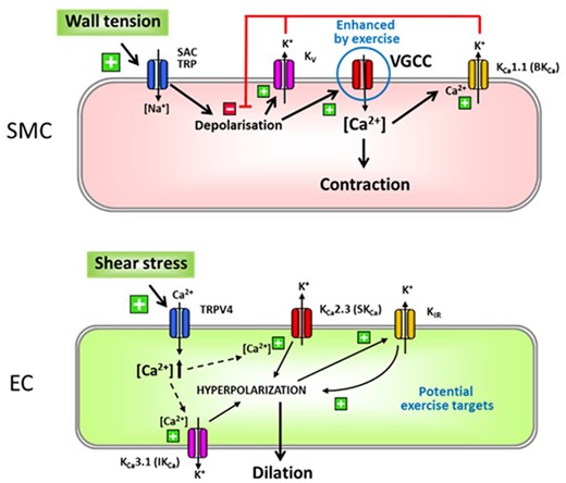 Regular exercise may affect multiple ion channels in SMC (upper panel) or EC (bottom panel). However, experimental data have shown up to now only enhanced Ca2+ currents through VGCC (encircled in blue) in SMC after RAEX. This is either due to changes in conductance upon channel phosphorylation or due to an upregulation at the protein level. VGCC are involved in myogenic responses initiated by a depolarization through activation of SAC or TRP channels. The increased activity of K+ channels (BKCa and KV) found in exercised animals is most likely attributable to the initial enhanced VGCC activity because they act in negative feedback manner limiting depolarization. The ion channels involved in shear stress-induced endothelium-dependent responses are shown for EC. TRPV4 channels enable Ca2+ influx leading to activation of SKCa and IKCa and subsequent EDH-type dilation, while endothelial KIR acts as an amplifier of hyperpolarizing signals. All channels may be functionally modulated by RAEX. However, up to date this was not verified at the molecular level although RAEX enhances EDDs including EDH-type dilation. For further details see text. EC, endothelial cells; SAC, stretch-activated channels; SMC, smooth muscle cells; TRP, transient receptor potential channels; VGCC, voltage-gated Ca2+ channel.