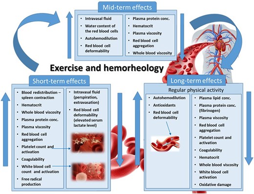 Illustration of short-, medium-, and long-term effects of RAEX on the rheological behaviours of constituents and cellular elements blood achieving rheological fitness further supporting the blood to pass the extremely complex microvascular network of coronary circulation.