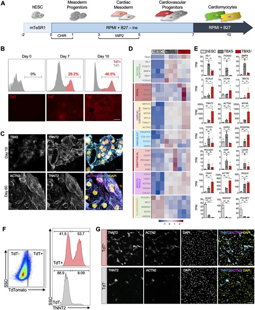 Generation and transcriptional profiling of heart field specific progenitors. (A) Schematic representation of the cardiomyocyte differentiation strategy used. (B) Flow cytometric analysis and fluorescent imaging of TdTomato (TdT) expression in differentiating hESCs at Days 0, 7, and 10. Scale bar = 200 µm. (C) Immunocytochemistry for cardiac progenitor TBX5, cardiac markers TNNT2 and ACTN2 on Days 10 and 60 of differentiation. Scale bar = 20 µm. (D) Heatmap and (E) bar plot of select genes from cardiac contraction, second heart field, pluripotency, and cell type specific gene groups in undifferentiated Day 0 hESCs and Day 7 TBX5+ and TBX5− cells (n = 3 biological replicates per group), TPM = transcripts per million. (F) Flow analysis of intracellular TNNT2+ within TBX5+ or TBX5− populations. (G) Immunocytochemistry of TNNT2 and ACTN2 in sorted TBX5+ and TBX5− cells. Scale bar = 100 µm. Statistical analysis is performed by using one-way ANOVA, *P < 0.05, ** P < 0.01, *** P < 0.001, **** P < 0.0001, ns = not significant. Error bars = SEM.