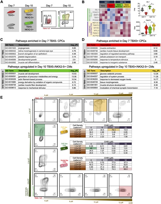 Transcriptional profiling of FHF- and SHF-like CMs at different cardiac differentiation stages. (A) Schematics and flow cytometric plots showing the cell sorting strategy for TBX5+ and TBX5− populations at Days 7 (CPCs) and 10 (CMs) of differentiation. (B) Heatmap comparing cardiac contraction and second heart field related genes in TBX5+ and TBX5− CPCs (Day 7) and CMs (Day 10). Violin plots of TNNT2 and ISL1 (right) of Days 7 and 10 populations (n = 3 biological replicates per group, Student’s t-test, * P < 0.05, ** P < 0.01, TPM = transcripts per million). (C) GO analysis of pathways enriched in Day 7 TBX5− CPCs (top) and Day 10 TBX5− NKX2-5+ CMs (bottom). (D) GO analysis of pathways enriched in Day 7 TBX5+ CPCs (top) and Day 10 TBX5+ NKX2-5+ CMs (bottom). (E) Optimization of FHF and SHF cardiomyocyte populations via small-molecule modulation of Wnt signalling and cell seeding densities. Representative flow cytometric analysis at Day 10 of cardiac differentiation showing the expression of TBX5 and NKX2-5. Column represents varying seeding densities and row shows varying concentrations of CHIR99021 (CHIR). Inset tables show results from all combinations of seeding densities and CHIR concentrations. Yellow, green, and red highlighted boxes represent the maximum percentage of TBX5+NKX2-5+, TBX5−NKX2-5+, and TBX5+NKX2-5− cells obtained, respectively (pool of three biological replicates).