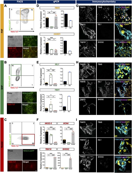Characterization of hESC-derived FHF-, SHF-, and nodal-like cardiomyocytes. Fluorescence microscopy and representative flow cytometry plot of (A) TBX5+NKX2-5+ (FHF), (B) TBX5− NKX2-5+ (SHF), and (C) TBX5+NKX2-5− (nodal) optimized differentiations at Day 10 (pool of three biological replicates). Scale bar = 100 μm. Quantitative expression analysis of Day 10 sorted (D) FHF-, (E) SHF-, and (F) nodal-like CMs (n = 3 biological replicates, three technical replicates each) (left) and isolated human foetal left and right ventricles (LV and RV, respectively) (right) (n = 1 biological replicates, three technical replicates each) for FHF (TBX5 and HAND1), SHF (ISL1 and TBX1), and nodal genes SHOX2, HCN4, and TBX18. Immunocytochemistry analysis of Day 10 sorted (G) FHF- and (H) SHF-like, and (I) nodal-like cardiomyocytes for specific markers of FHF (TBX5), SHF (ISL1), and nodal cells (SHOX2). Presence of cardiomyocytes is indicated by expression of TNNT2 and all nuclei were visualized with DAPI. Scale bars = 20 µm. Statistical analysis is performed by using one-way ANOVA and Student’s t-test, *P < 0.05, ** P < 0.01, *** P < 0.001, **** P < 0.0001. Error bar = SEM.