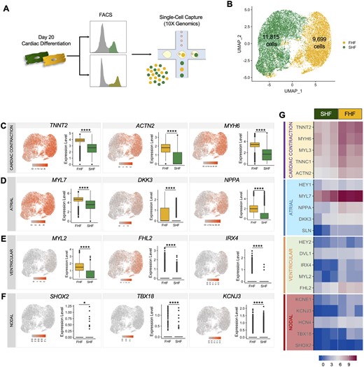 Single-cell RNA sequencing of FHF- and SHF-like cardiomyocytes. (A) Schematic of single cell capture using 10X Genomics. (B) UMAP showing cells labelled according to their input identity (FHF-like CMs: yellow, SHF-like CMs: green) (pool of three biological replicates, statistical analysis is performed by using Student’s t-test, *P < 0.05, **** P < 0.0001.). UMAP and boxplots showing gene expression quantification for the (C) cardiac contractile genes TNNT2, ACTN2, and MYH6, (D) atrial genes MYL7, DKK3, and NPPA, (E) ventricular genes MYL2, FHL2, and IRX4, and (F) nodal genes SHOX2, TBX18, and KCNJ3. (G) Heatmaps from bulk RNA sequencing of Day 20 FHF and SHF populations showing genes corresponding to (C–F) (n = 3 biological replicates per group).