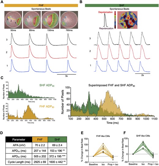 Electrophysiological analyses of FHF- and SHF-like cardiomyocytes. Snapshots of optical mapping show spontaneous AP which propagates across monolayer of (A) FHF-like CMs and (B) islands of SHF-like CMs (pool of three biological replicates). The yellow arrow denotes direction of AP propagation. Numbers denote the area where APs were recorded. Red and pink represent depolarized and repolarized phases, respectively. (C) APD90 histogram of APs recorded from FHF- (n = 6,660 pixels) and SHF-like CMs (n = 4,750 pixels). These histograms are superimposed on the right. (D) AP parameters of FHF- and SHF-like CMs (values are mean ± SD, statistical analysis is performed by using Student’s t-test, ** P<0.01, *** P<0.001. APA was calculated from patch-clamp studies; all others were calculated from optical mapping experiments). Each pixel size = 10 x 10 µm. Beating rates of (E) FHF- and (F) SHF-like cardiomyocytes following application of β–adrenergic agonist (isoproterenol, Iso, 1 μM) and antagonist (propranolol, Prop, 10 μM) (n = 10 biological replicates).