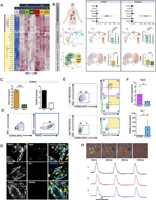 Isolation and enrichment of FHF-like CMs using the surface marker CORIN. (A) Heatmap showing co-expression of cardiac contraction and surface marker genes in TBX5+ and TBX5− populations at different time points (three biological replicates per group). (B) CORIN and POPDC2 expression assessed using the (top) Kaessmann online database47 (one-way ANOVA, P-value (heart vs. other tissues, <0.0001), biological replicates: brain (n = 52), cerebellum (n = 58), heart (n = 44), kidney (n = 36), liver (n = 49), ovary (n = 18), testis (n = 39) for organ specificity, (middle) single-cell RNA sequencing analysis of human foetal heart (10-week gestation) for CM specificity (one biological replicate), and (bottom) Day 20 FHF- and SHF-like CMs for heart field specificity (pool of three biological replicates). (C) qPCR analysis of CORIN expression in (left) FHF and SHF-like CMs (three biological replicates, three technical replicates each) and (right) human foetal LV and RV (18-week gestation, one biological replicate, three technical replicates each). (D) Flow cytometric analysis of CORIN+ cells for TNNT2 expression (pool of 3 biological replicates). (E) Flow cytometric analysis of TBX5 and NKX2-5 in CORIN+ and CORIN− cells (pool of three biological replicates) using FHF (top) and SHF (bottom) protocols. (F) Quantitative PCR analysis of FHF (TBX5) and SHF (ISL1) in CORIN+ and CORIN− Day 10 sorted cells (three biological replicates, three technical replicates each). (G) Immunocytochemistry of Day 10 sorted CORIN+ CMs for markers of FHF (TBX5), SHF (ISL1), and nodal cells (SHOX2). Cardiomyocytes are shown by TNNT2 staining and all nuclei were shown by DAPI. Scale bar = 20 μm. (H) Snapshots of optical mapping show spontaneous AP propagation across monolayer of CORIN+ CMs. The yellow arrow denotes direction of AP propagation. Numbers denote the area from which the APs were recorded. Red and pink represent depolarized and repolarized phases, respectively (pool of three biological replicates). Statistical analysis is performed by using Student’s t-test, *P < 0.05, **** P < 0.0001, ns = not significant. Error bar = SEM.